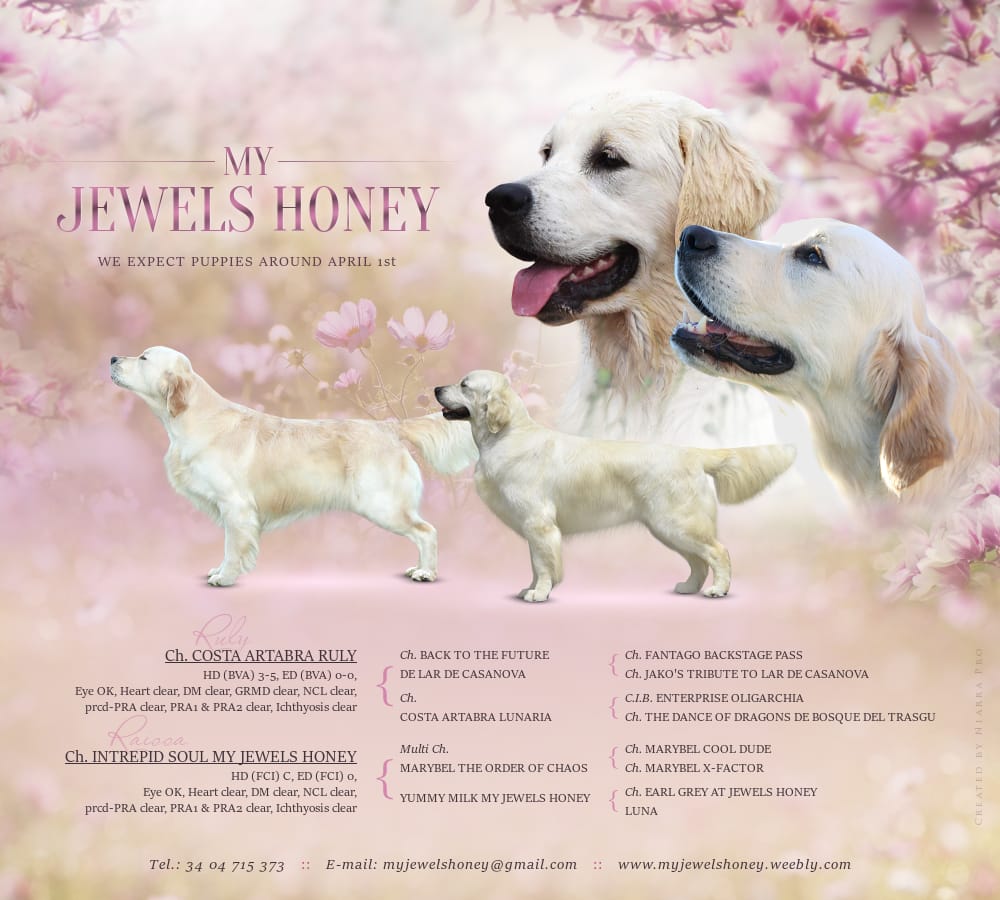 Cuccioli di Golden Retriever My Jewels Honey Marche Macerata