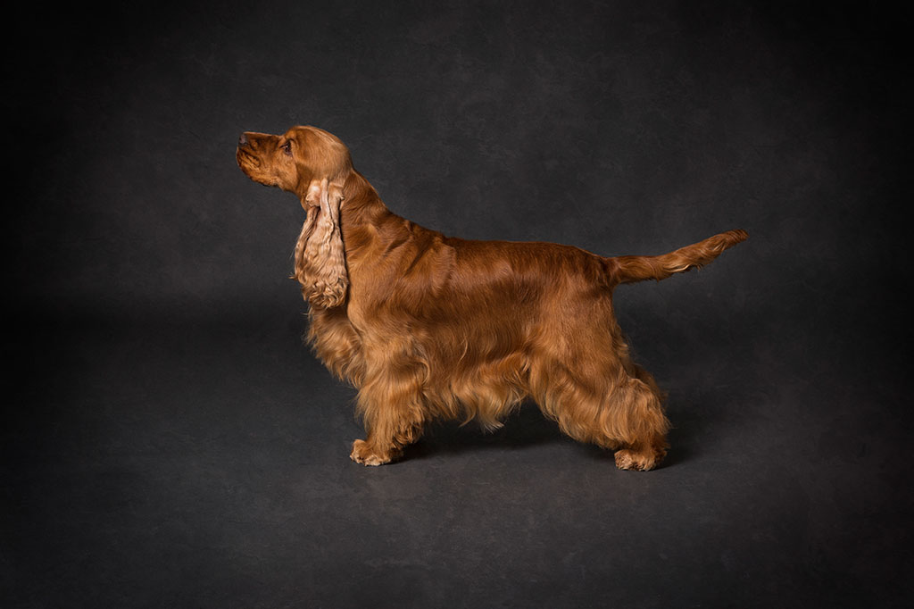 Cocker Spaniel Inglese allevamento My Jewels Honey Marche Macerata