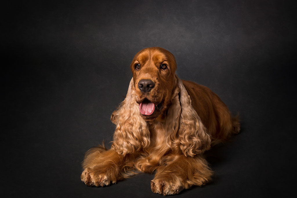 Cocker Spaniel Inglese allevamento My Jewels Honey Marche Macerata