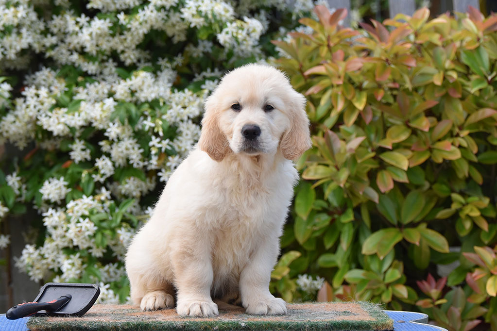 cucciolo golden retriver allevamento My Jewels Honey Marche Macerata