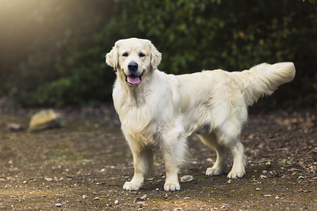 Golden Retriever allevamento My Jewels Honey Marche Macerata