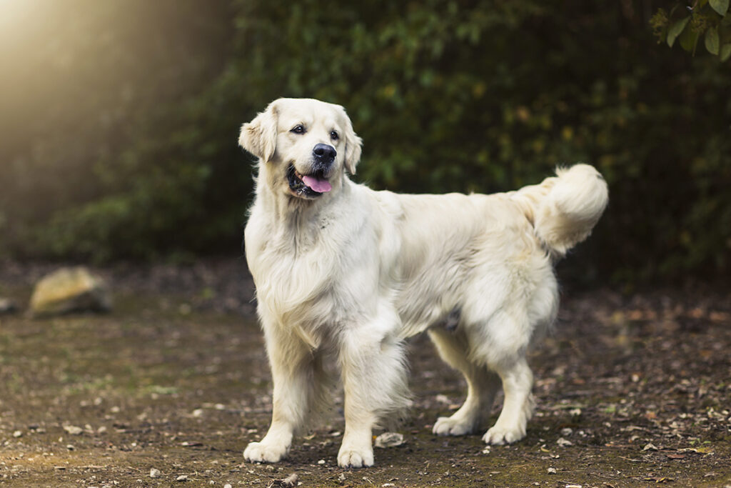 Golden Retriever allevamento My Jewels Honey Marche Macerata