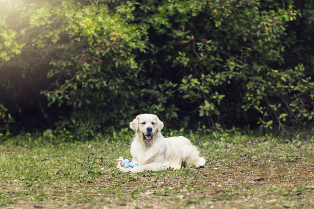 Golden Retriever allevamento My Jewels Honey Marche Macerata