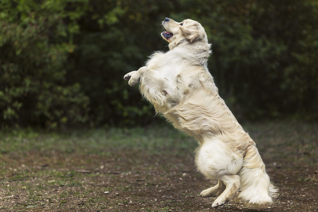 Golden Retriever allevamento My Jewels Honey Marche Macerata