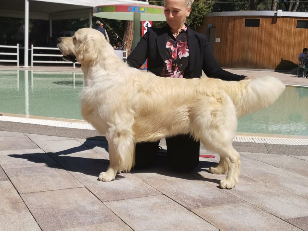 Golden Retriever allevamento My Jewels Honey Marche Macerata