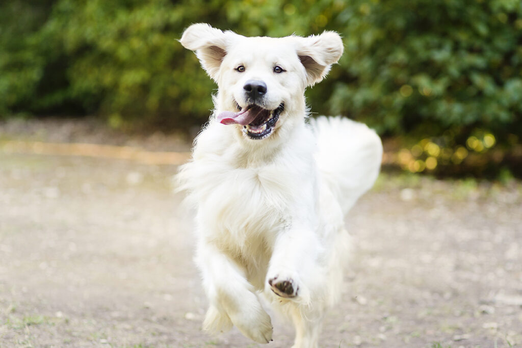 Golden Retriever allevamento My Jewels Honey Marche Macerata