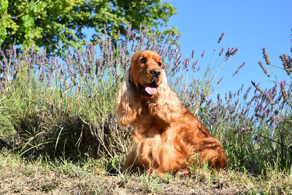 Cocker Spaniel Inglese allevamento My Jewels Honey Marche Macerata