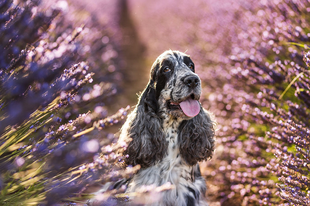 Cocker Spaniel Inglese allevamento My Jewels Honey Marche Macerata