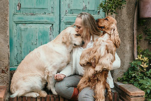 Cocker Spaniel Inglese Macerata, Marche