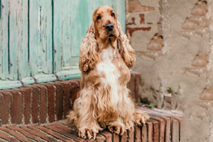 Cocker Spaniel Inglese Macerata, Marche