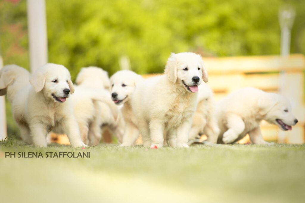 Golden Retriever allevamento My Jewels Honey Marche Macerata