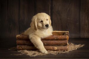 Cuccioli di Golden Retriever