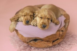 Cuccioli di Cocker Spaniel Inglese