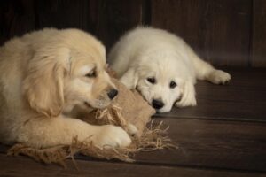 Cuccioli di Golden Retriever