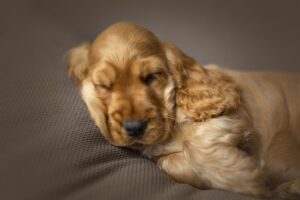 Cuccioli di Cocker Spaniel Inglese