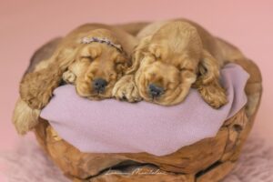 Cuccioli di Cocker Spaniel Inglese