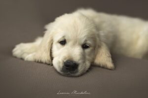 Cuccioli di Golden Retriever