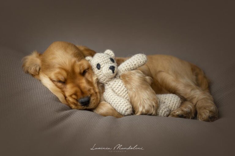 Cuccioli di Cocker Spaniel Inglese