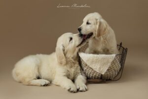 Cuccioli di Golden Retriever