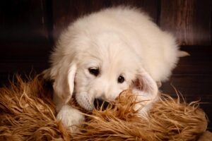 Cuccioli di Golden Retriever