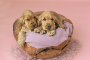 Cuccioli di Cocker Spaniel Inglese