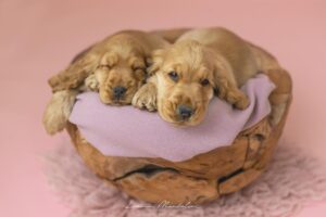 Cuccioli di Cocker Spaniel Inglese