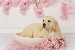 Cuccioli di Golden Retriever