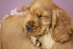 Cuccioli di Cocker Spaniel Inglese