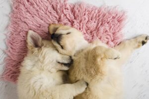 Cuccioli di Golden Retriever