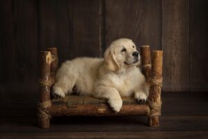 Cuccioli di Golden Retriever