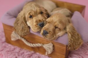 Cuccioli di Cocker Spaniel Inglese