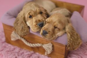 Cuccioli di Cocker Spaniel Inglese