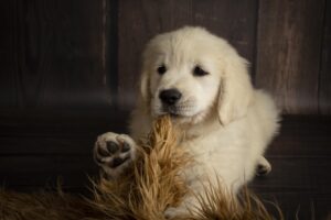 Cuccioli di Golden Retriever