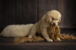 Cuccioli di Golden Retriever