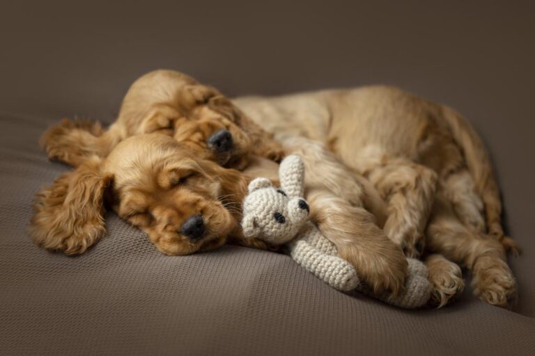 Cuccioli di Cocker Spaniel Inglese