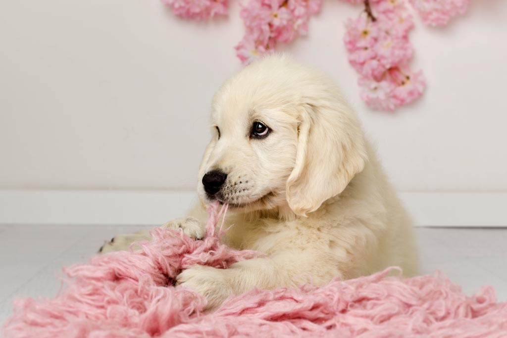 Cuccioli di Golden Retriever