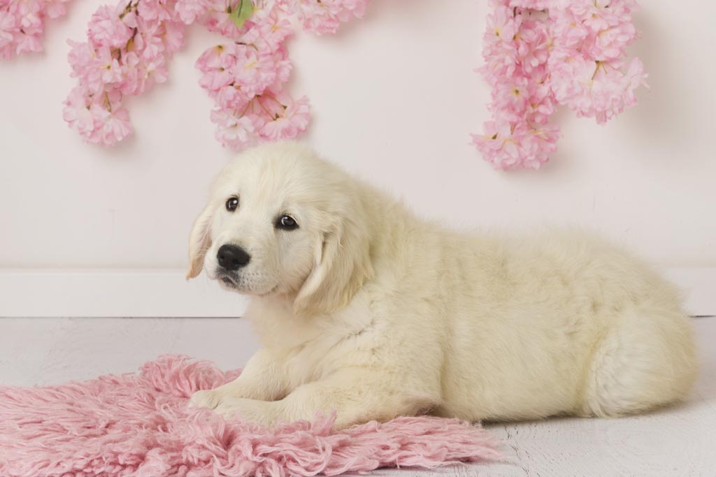 Cuccioli di Golden Retriever