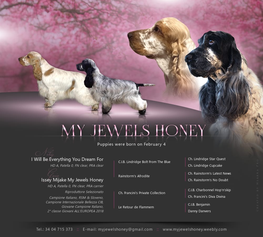 Cuccioli di Cocker Spaniel inglese My Jewels Honey Marche Macerata