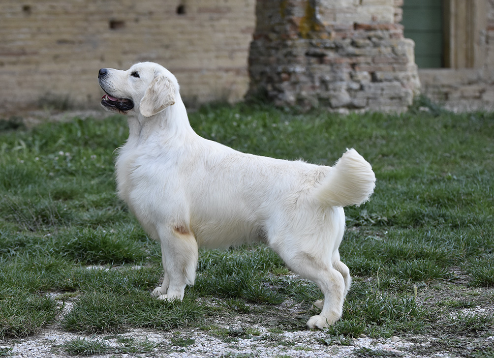 Golden Retriever allevamento My Jewels Honey Marche Macerata