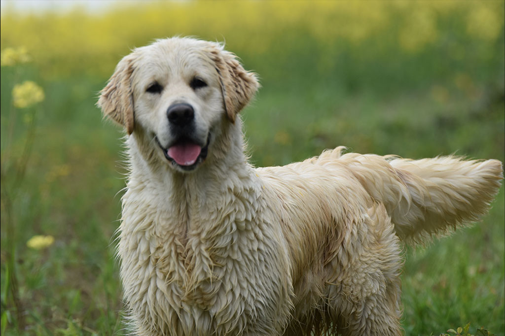 Golden Retriever allevamento My Jewels Honey Marche Macerata