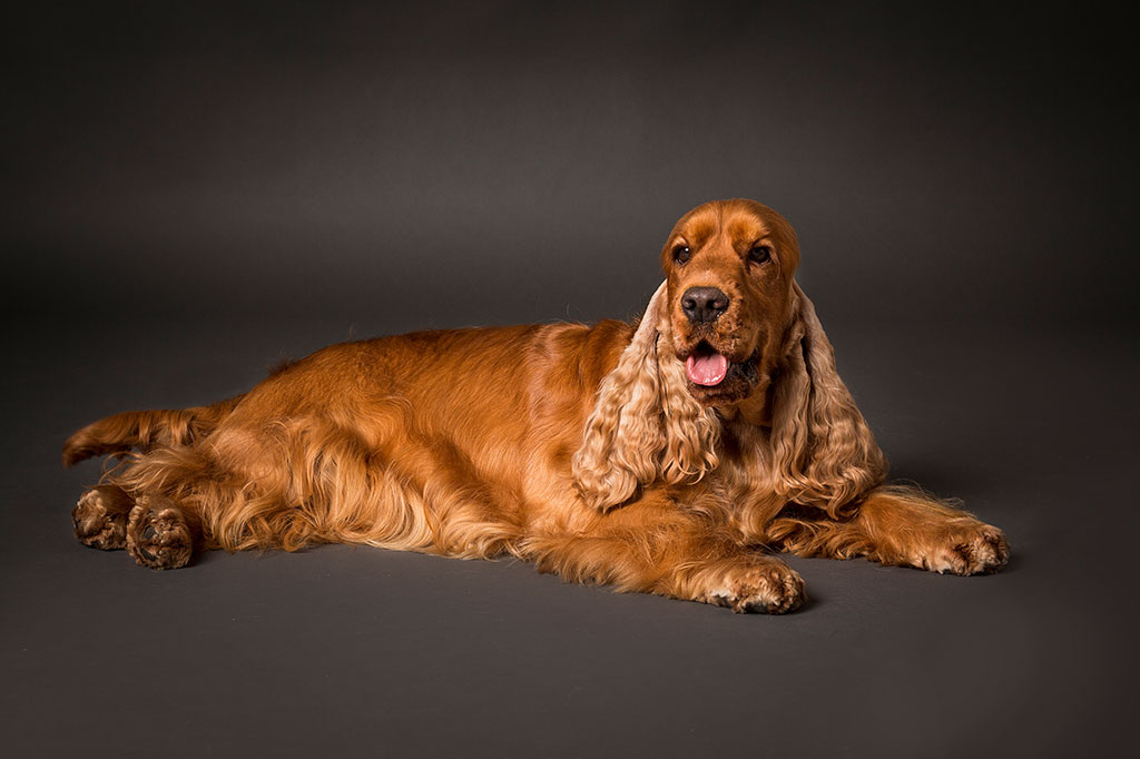 Cocker Spaniel Inglese allevamento My Jewels Honey Marche Macerata