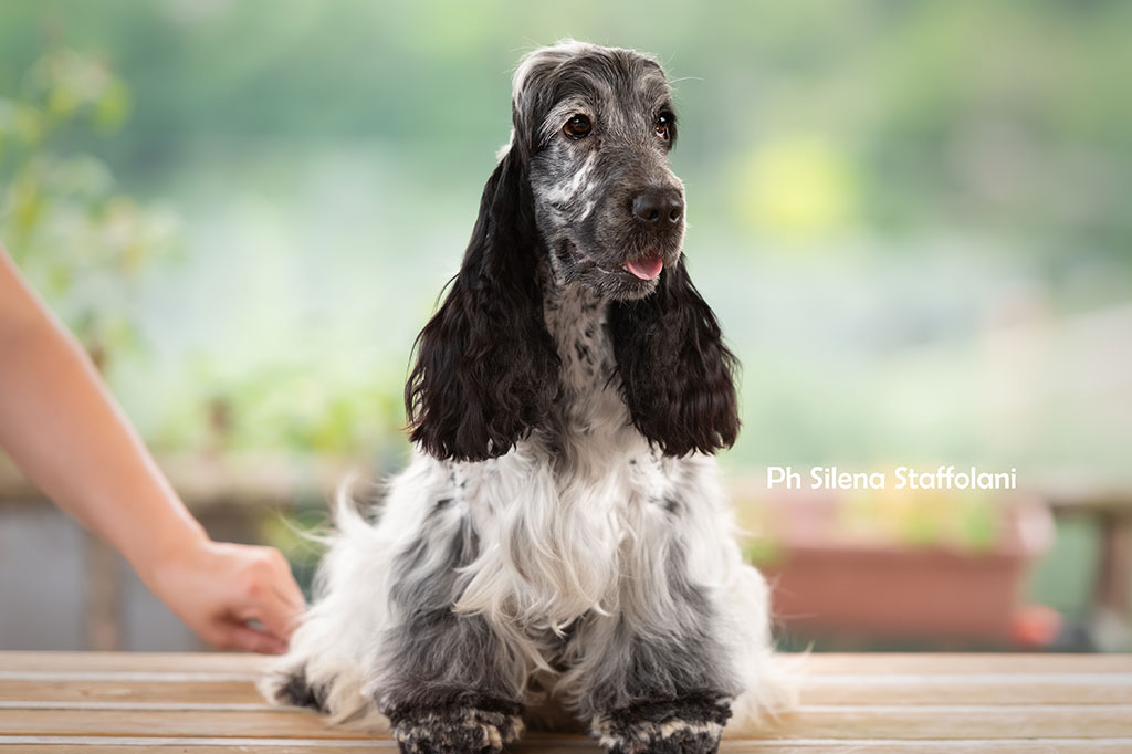 Cocker Spaniel Inglese allevamento My Jewels Honey Marche Macerata