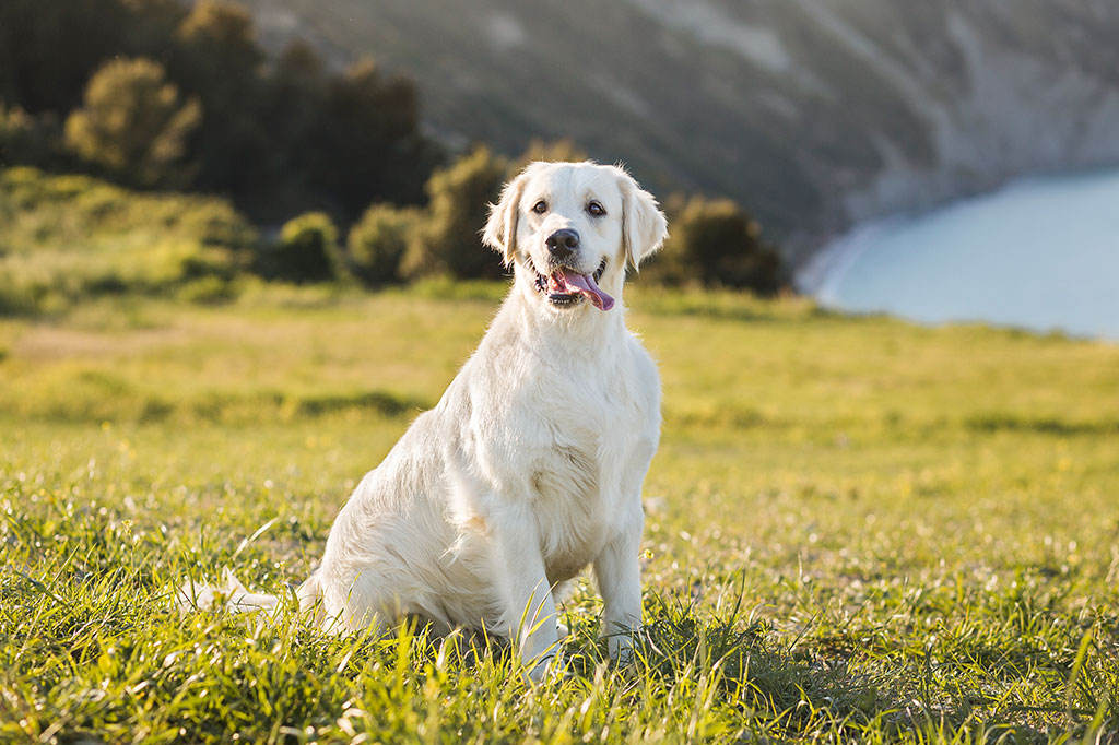 Allevamento Golden Retriever Marche, Macerata