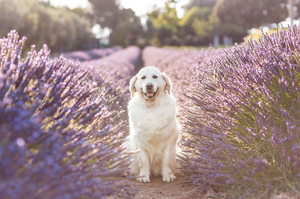 Golden Retriever allevamento My Jewels Honey Marche Macerata