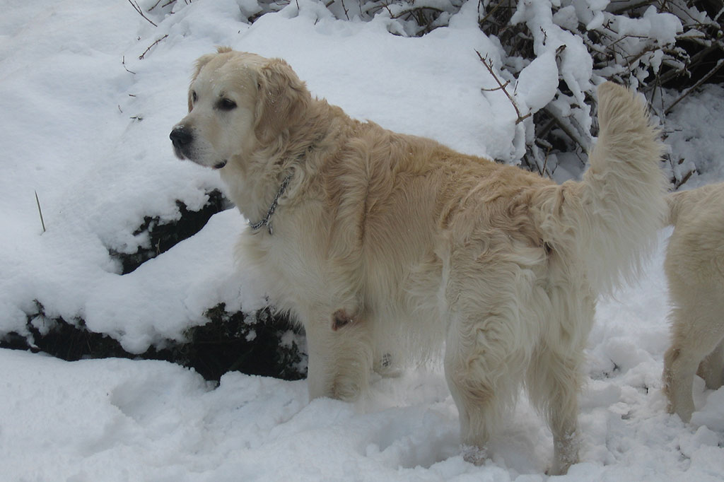 Allevamento Golden Retriever Marche, Macerata