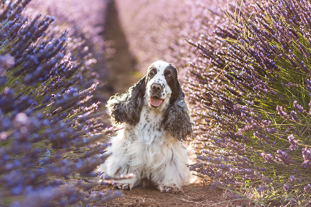 Cocker Spaniel Inglese allevamento My Jewels Honey Marche Macerata