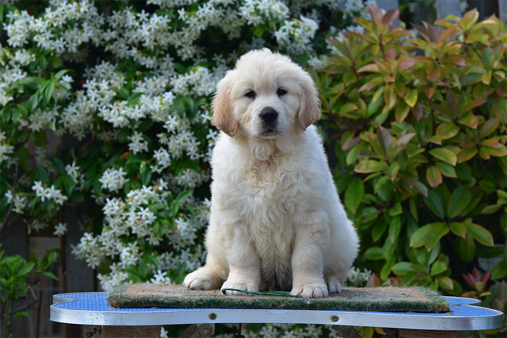 Golden Retriever allevamento My Jewels Honey Marche Macerata