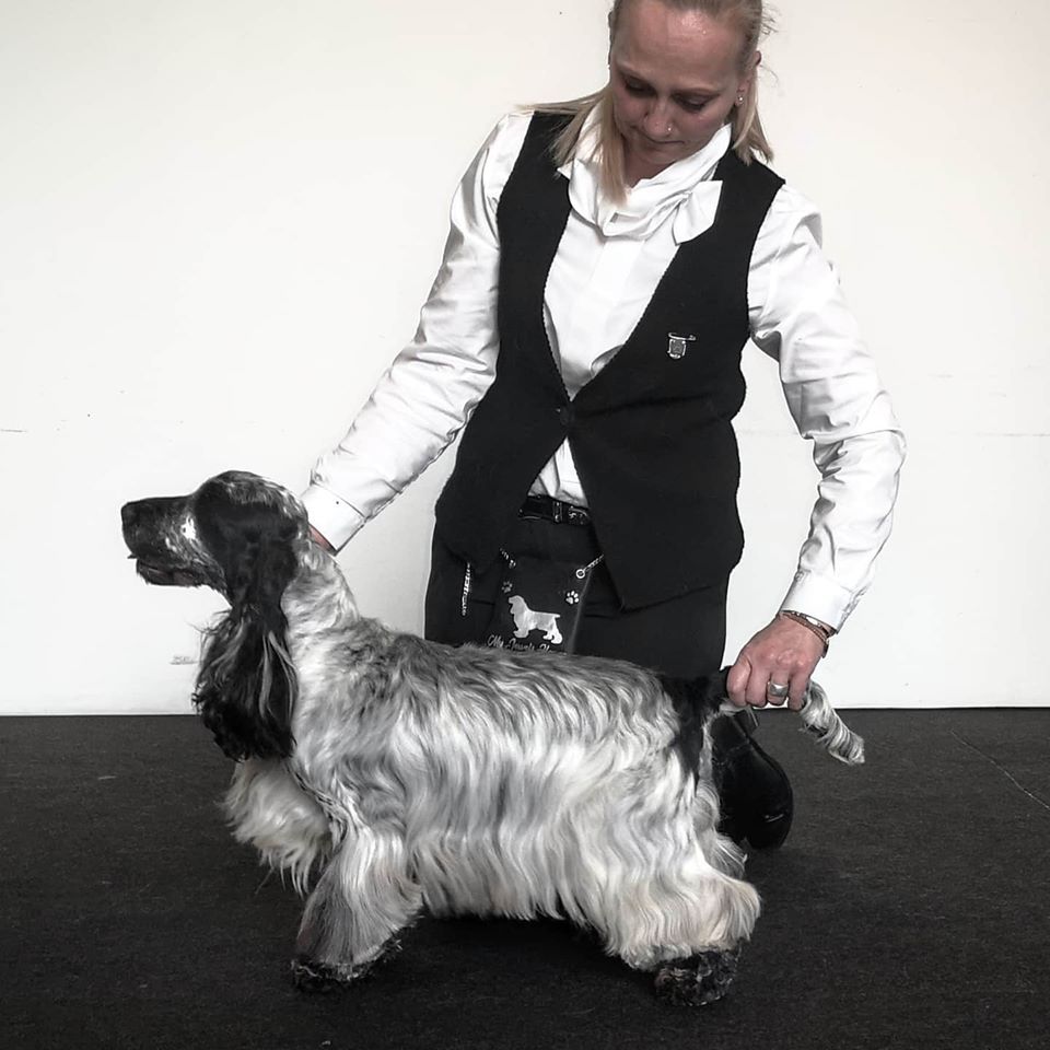 Cocker Spaniel Inglese allevamento My Jewels Honey Marche Macerata