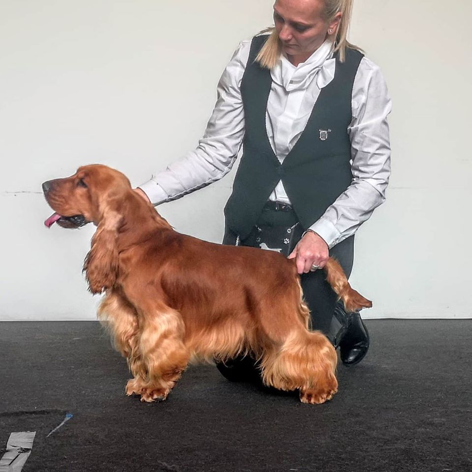 Cocker Spaniel Inglese allevamento My Jewels Honey Marche Macerata