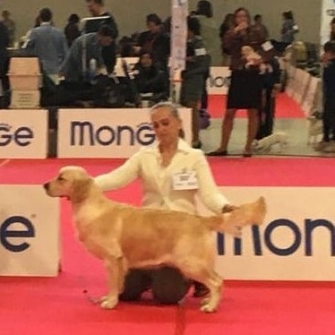 Golden Retriever allevamento My Jewels Honey Marche Macerata